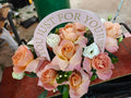 Miss Piggy Rose